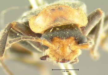 Media type: image;   Entomology 3407 Aspect: head frontal view